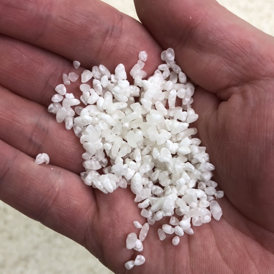 お米に見える白斑が麹菌が繁殖し始めているところ